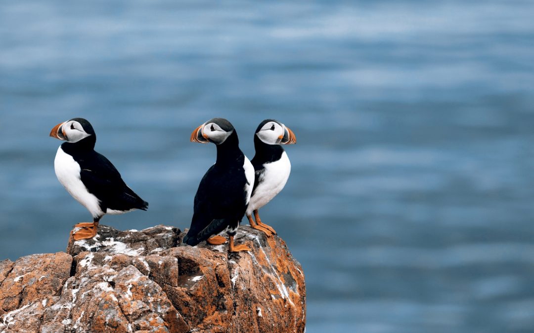 How to Discover a Rare Bird on a Puffin Cruise in Maine
