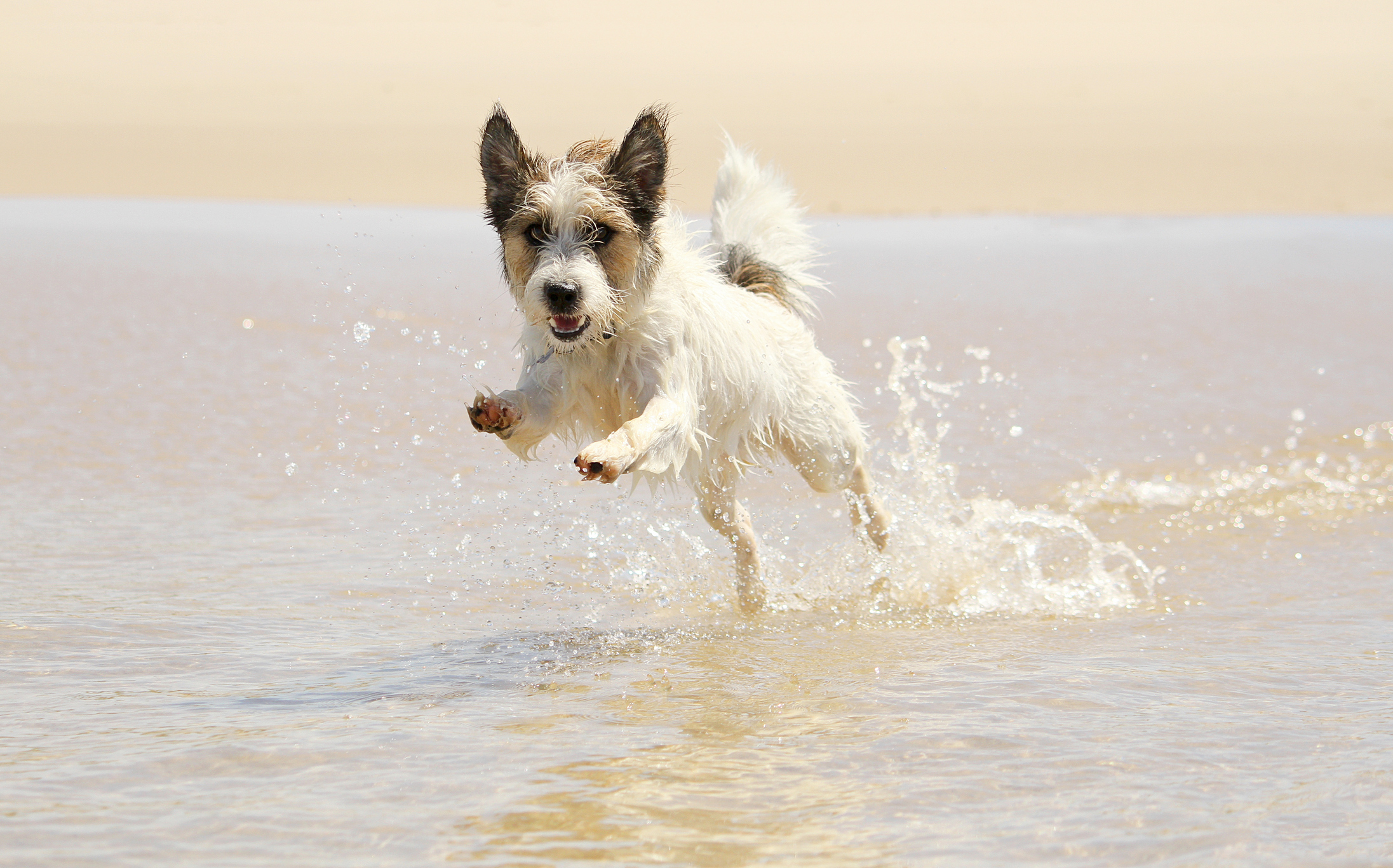 are dogs allowed on beaches in maine