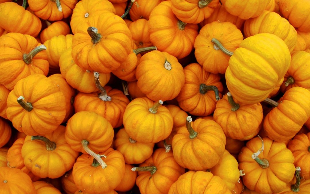 How to Welcome Fall at the Damariscotta Pumpkinfest
