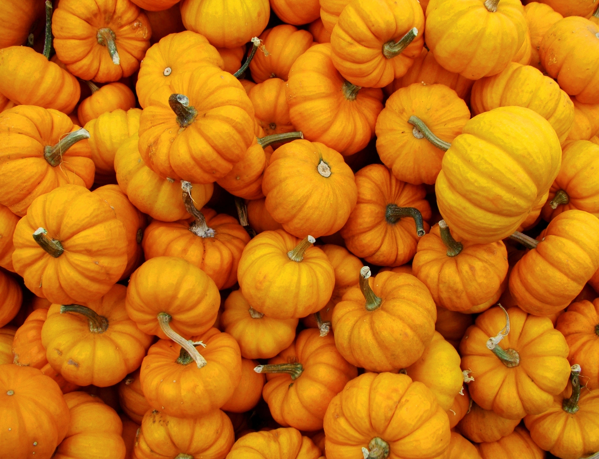 A pile of pumpkins.