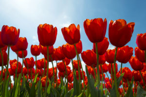 Close up of red tulips.