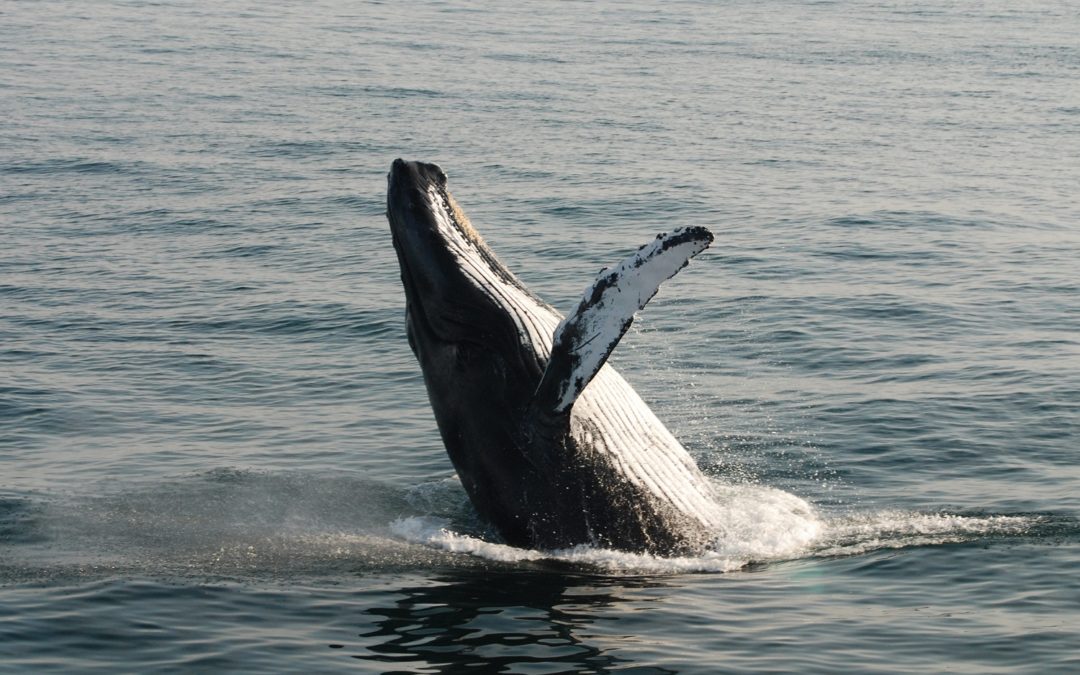 Why You Need to Experience a Boothbay Harbor Whale Watch