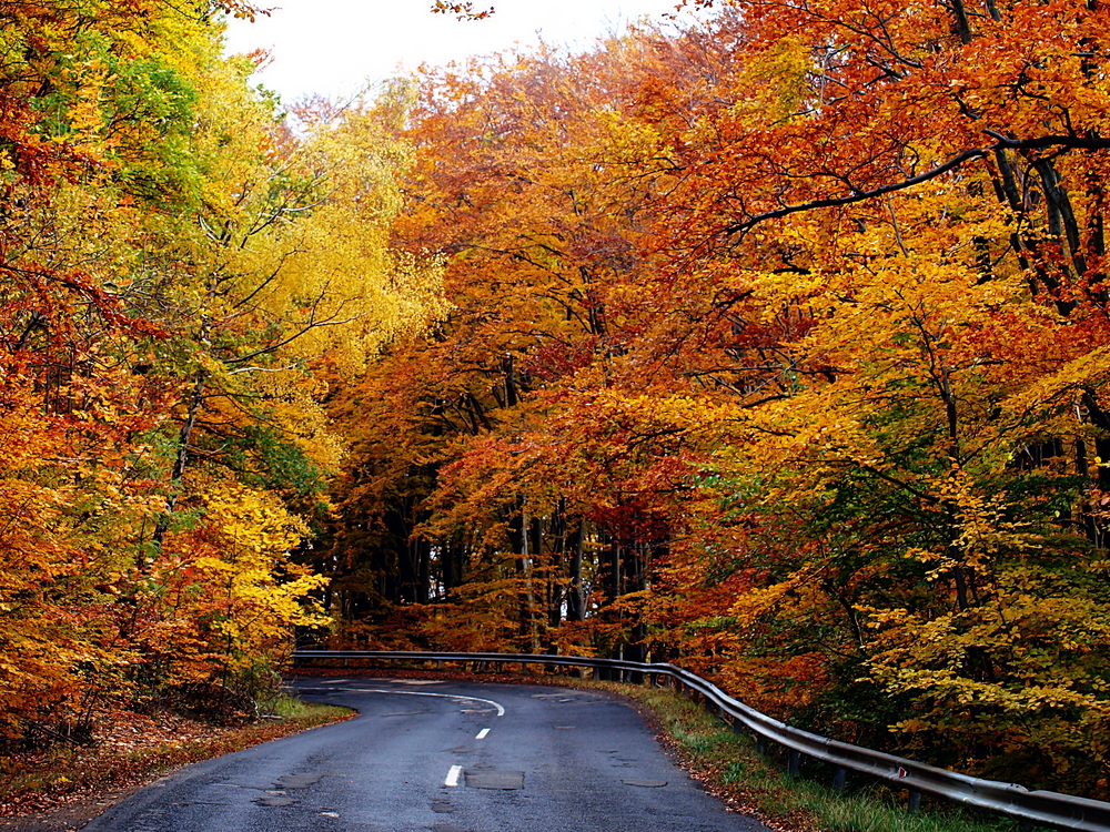 Winding road with autumn trees.