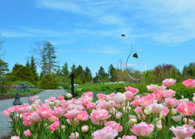 Pink tulips Linekin Bay