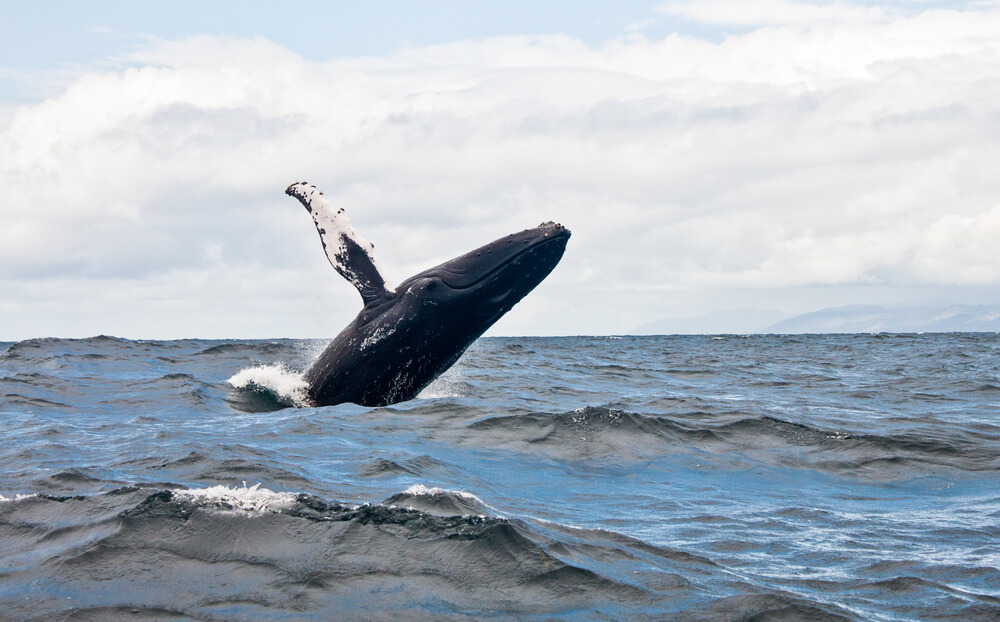 Everything to Know about Whale Watching in Boothbay Harbor