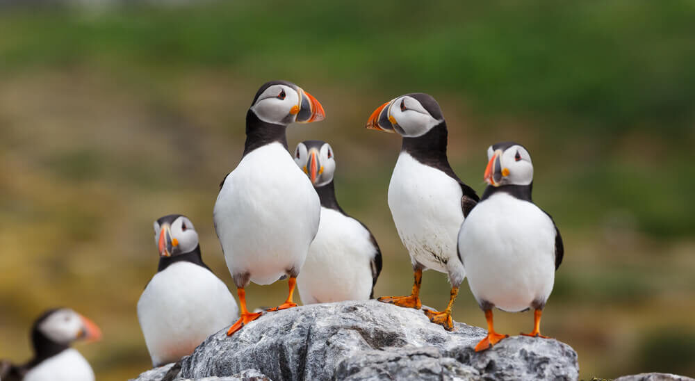 How to See Puffins in Maine