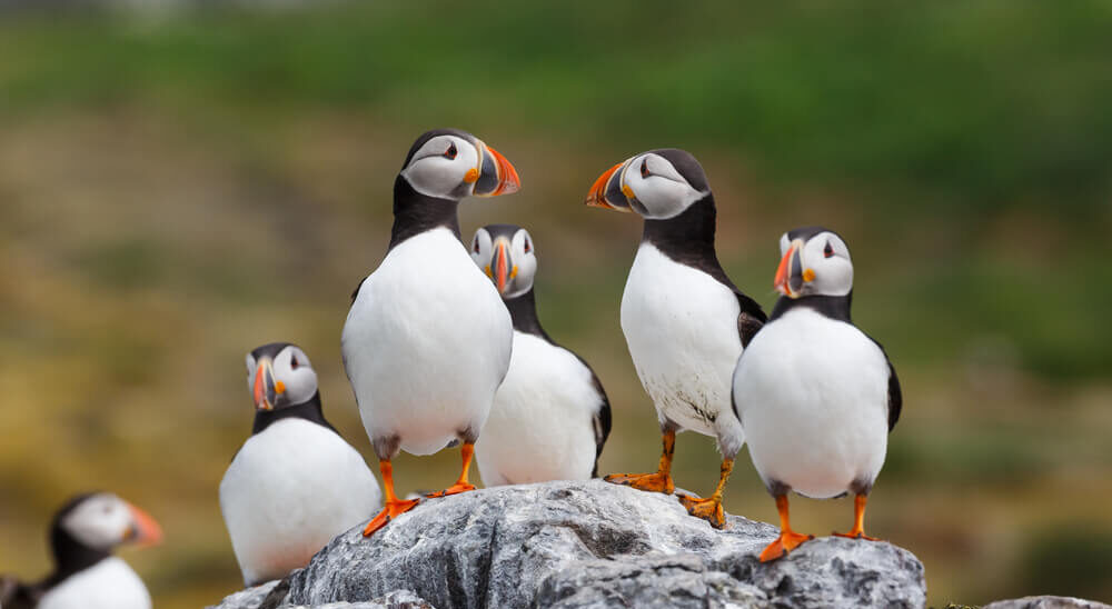 Photo of puffins in Maine near Boothbay Harbor